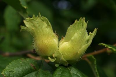 Corylus americana (American Hazelnut), fruit, immature