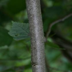 Corylus americana (American Hazelnut), bark, trunk