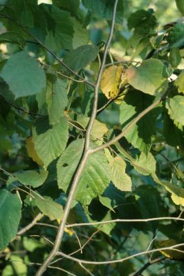 Corylus americana (American Hazelnut), bark, branch
