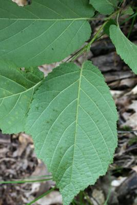 Corylus americana (American Hazelnut), leaf, lower surface