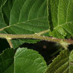 Corylus americana (American Hazelnut), bark, stem