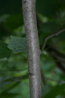 Corylus americana (American Hazelnut), bark, trunk