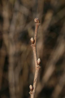 Corylus americana (American Hazelnut), bud, terminal, lateral