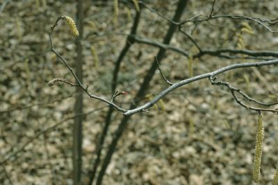 Corylus americana (American Hazelnut), flower, staminate, pistillate