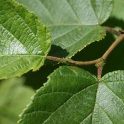 Corylus americana (American Hazelnut), bark, twig