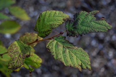 Corylus fargesii (Paperbark Hazelnut), leaf, fall