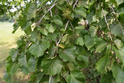 Corylus colurna (Turkish Hazelnut), leaf, summer