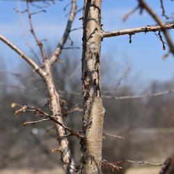 Corylus fargesii (Paperbark Hazelnut), bark, branch