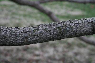 Corylus colurna (Turkish Hazelnut), bark, branch