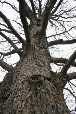 Corylus colurna (Turkish Hazelnut), bark, trunk