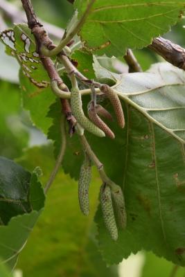 Corylus colurna (Turkish Hazelnut), bud, staminate