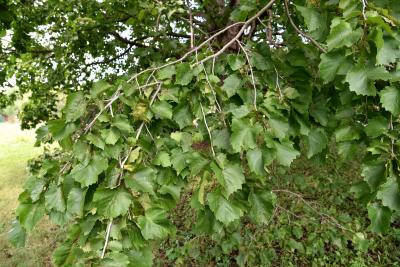 Corylus colurna (Turkish Hazelnut), habit, summer