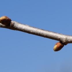 Corylus fargesii (Paperbark Hazelnut), bud, lateral