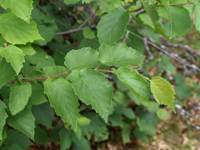 Corylus americana (American Hazelnut), leaf, summer