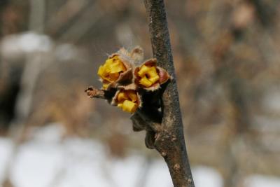 Hamamelis 'Brevipetala' (Brevipetala Witch-hazel), bud, flower