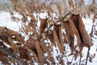 Hamamelis 'Rochester' (Rochester Witch-hazel), leaf, winter