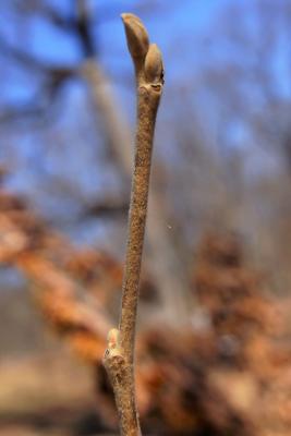Hamamelis 'Rochester' (Rochester Witch-hazel), bark, twig
