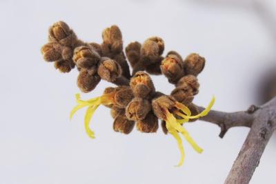 Hamamelis mollis 'Wisley Supreme' (Wisley Supreme Chinese Witch-hazel), bud, flower