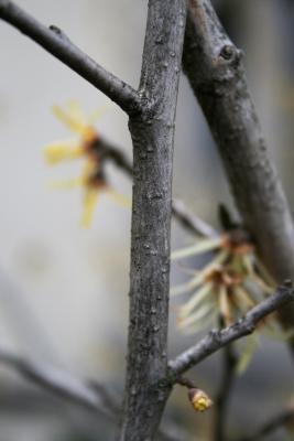 Hamamelis vernalis 'Sandra' (Sandra Vernal Witch-hazel), bark, branch