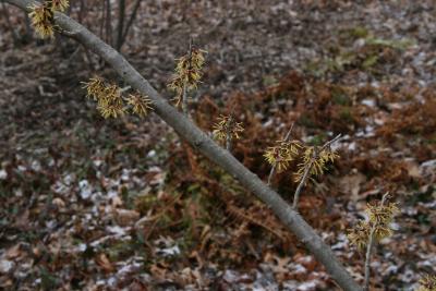 Hamamelis vernalis (Vernal Witch-hazel), bark, branch