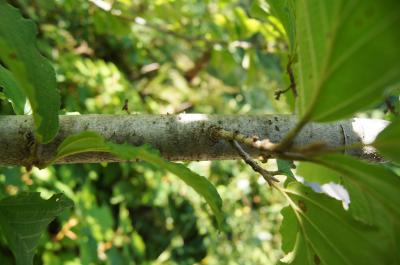 Hamamelis vernalis (Vernal Witch-hazel), bark, branch