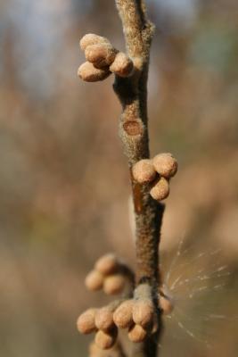 Hamamelis vernalis (Vernal Witch-hazel), bud, flower