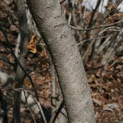 Hamamelis vernalis (Vernal Witch-hazel), bark, trunk