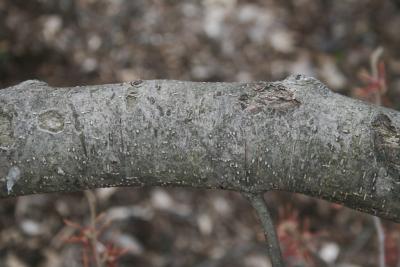 Hamamelis vernalis (Vernal Witch-hazel), bark, trunk