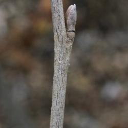 Hamamelis vernalis (Vernal Witch-hazel), bud, lateral