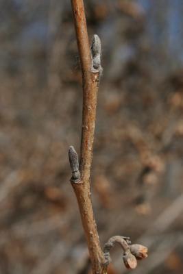 Hamamelis vernalis (Vernal Witch-hazel), bud, lateral
