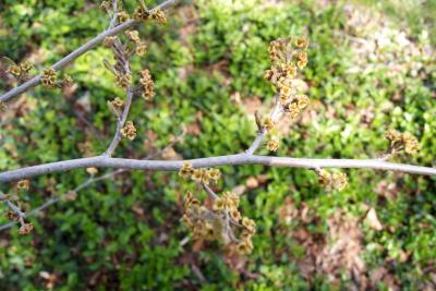 Hamamelis vernalis (Vernal Witch-hazel), bark, twig