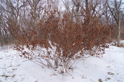 Hamamelis vernalis (Vernal Witch-hazel), habit, winter