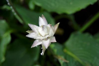 Hosta 'Clovelly' (PP20,612) (Clovelly Hosta PP20612), bud, flower
