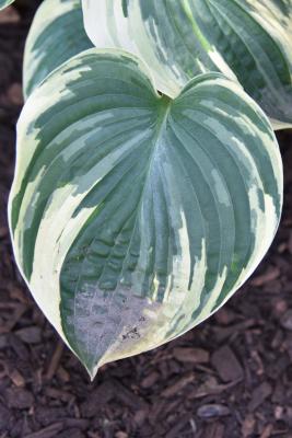 Hosta 'Aristocrat' (PP 11286) (Aristocrat Hosta PP11286), leaf, upper surface
