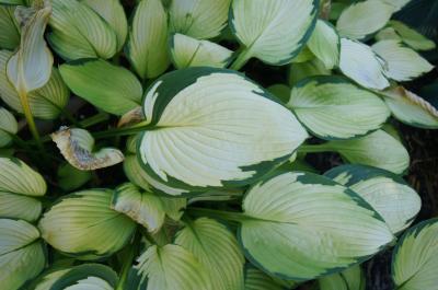 Hosta 'Gold Standard' (Gold Standard Hosta), leaf, summer