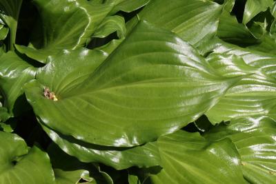 Hosta 'Irish Luck' (Irish Luck Hosta), leaf, upper surface