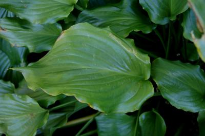 Hosta 'Irish Luck' (Irish Luck Hosta), leaf, fall