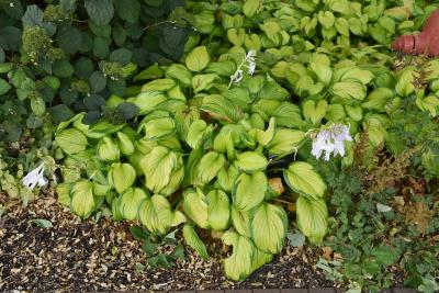 Hosta 'Stained Glass' (Stained Glass Hosta), habit, summer