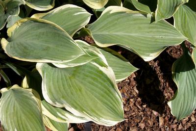 Hosta 'Regal Splendor' (Regal Splendor Hosta), leaf, upper surface