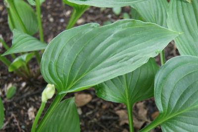 Hosta ventricosa (Pot-bellied Hosta), leaf, summer