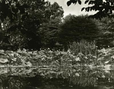 Morton Residence Grounds at Thornhill, lilies in pond