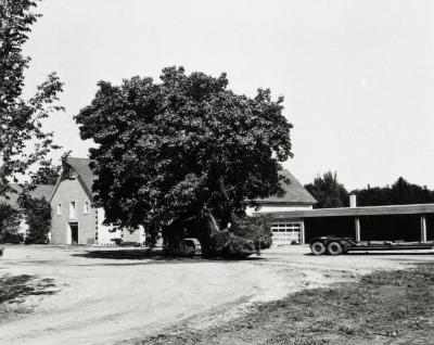 Maple tree moved south of service buildings