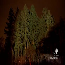 Highlights from Illumination - Tree Lights at The Morton Arboretum