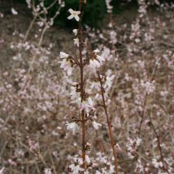 Abeliophyllum distichum 'Roseum' (Pink-flowered White-forsythia), inflorescence