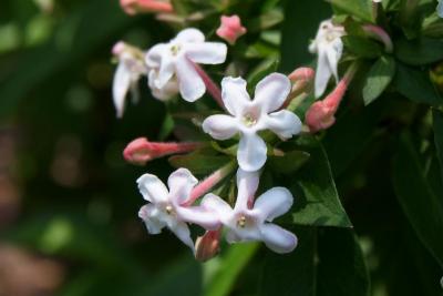 Abelia mosanensis (Fragrant Abelia), flower, full