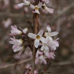 Abeliophyllum distichum 'Roseum' (Pink-flowered White-forsythia), flower, throat