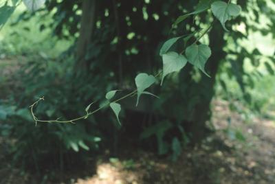 Actinidia kolomikta (Hardy Kiwi), habit, summer