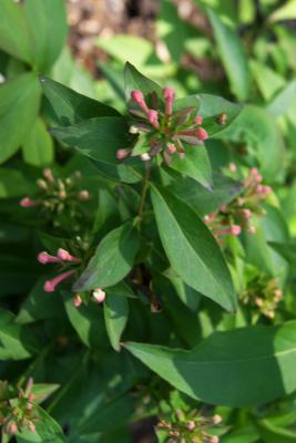 Abelia mosanensis (Fragrant Abelia), bud, flower
