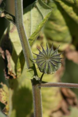 Abutilon theophrasti (Velvetleaf), fruit, mature