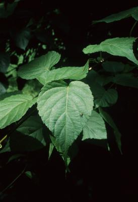 Actinidia kolomikta (Hardy Kiwi), leaf, summer